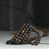Agarwood(Balance?Ward off evil spirits)